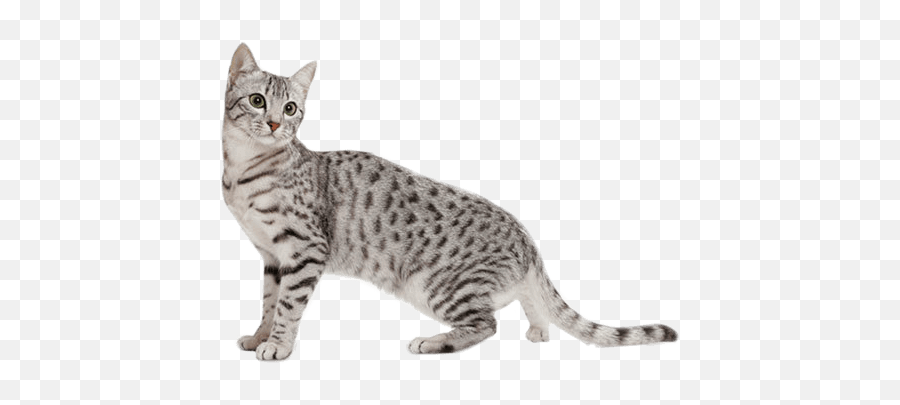 Egyptian Mau Personality Temperament And Lifespan Petplan Emoji,Don You Ever Want To Talk About Your Emotions Vine