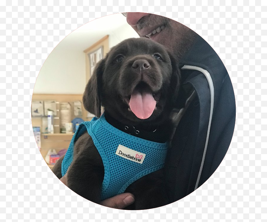 New Puppy Guide Thameswood Vets Swindon Emoji,Dogs With Emotions Excited