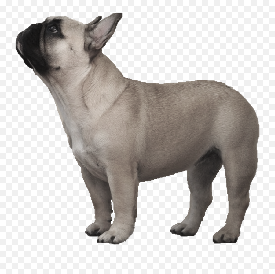 French Bulldog Olde English Bulldogge - Transparent Background French Bulldog Transparent Emoji,Bulldog Emoticons