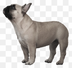 French Bulldog Olde English Bulldogge - Transparent Background French Bulldog Transparent Emoji,Bulldog Emoticons