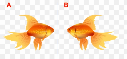 What Is The Difference Kids Box 2 Baamboozle Emoji,Gold Fidsh Emoji
