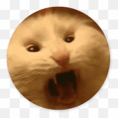 Stupid Cats By Chinh Le Emoji,Emoji Is Stupid