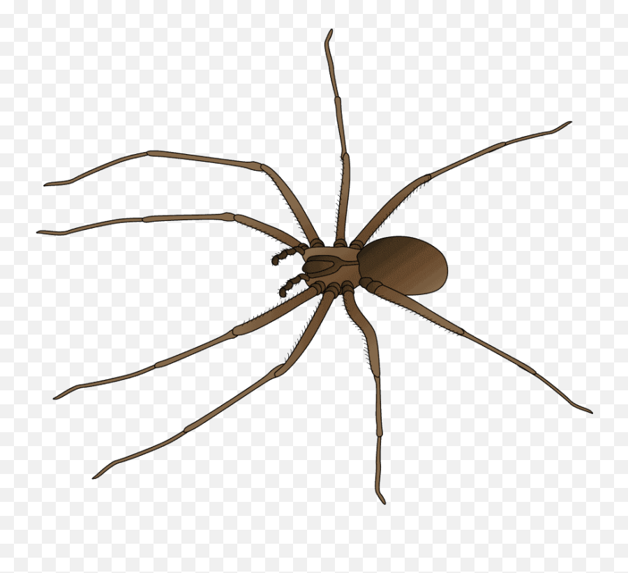 23 Types Of Spiders Found In The Garden Or Home - The Home Emoji,Brown Leg Emoji