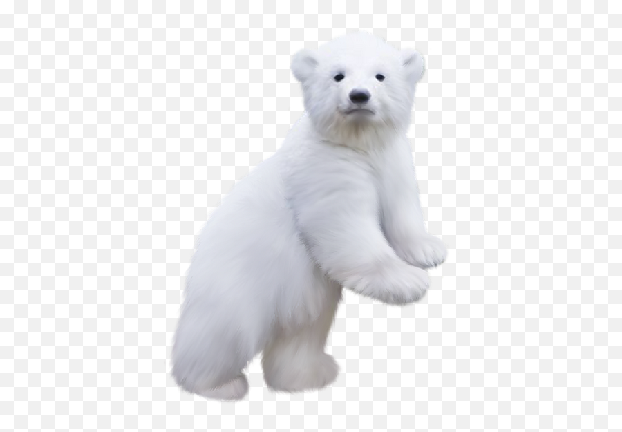 Polar Bear Cub Png Official Psds Emoji,Polar Ber Emoji