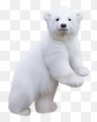 Polar Bear Cub Png Official Psds Emoji,Polar Ber Emoji