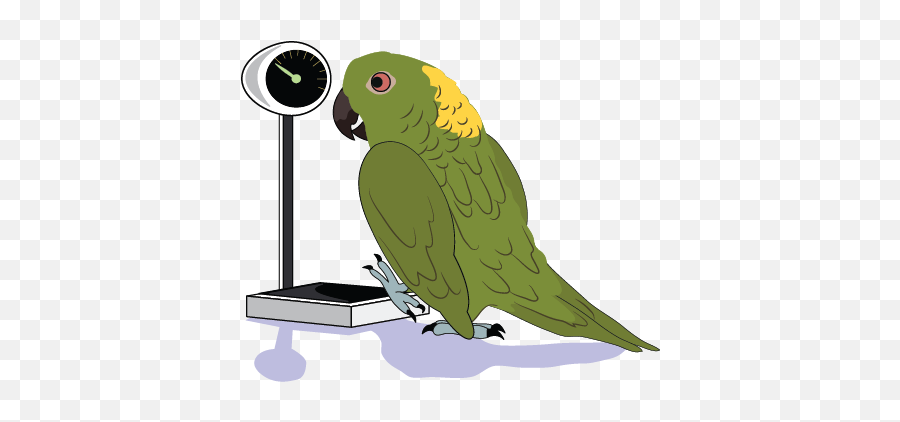 Parrot Care - Parrots Emoji,Cockatiel Emotions