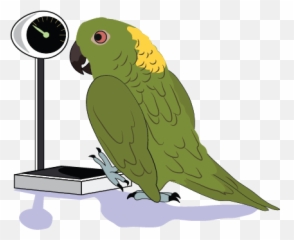 Parrot Care - Parrots Emoji,Cockatiel Emotions