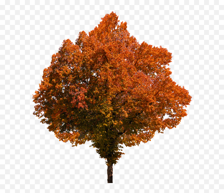 Fall Color Png U0026 Free Fall Colorpng Transparent Images - Tree Yellow Png Emoji,Fall Leave Emoji