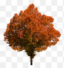 Fall Color Png U0026 Free Fall Colorpng Transparent Images - Tree Yellow Png Emoji,Fall Leave Emoji
