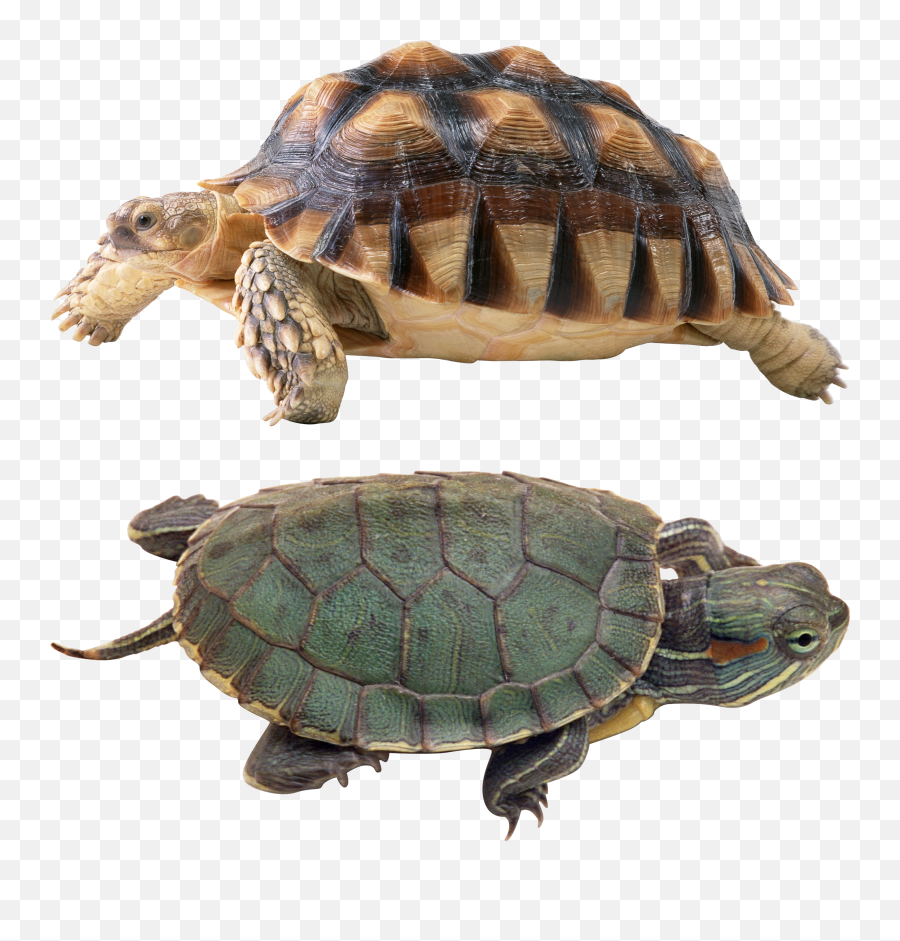 Png Images Turtle - Imagen De Reptiles Png Emoji,Turtle Emotions
