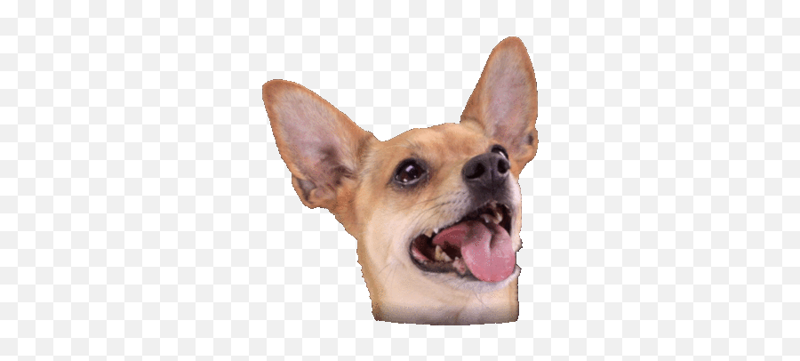 Top Ears Slut Puppy Stickers For - Best Friends Animal Society Giphy Emoji,Chihuahua Emoji