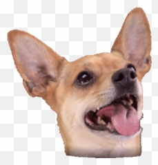 Top Ears Slut Puppy Stickers For - Best Friends Animal Society Giphy Emoji,Chihuahua Emoji