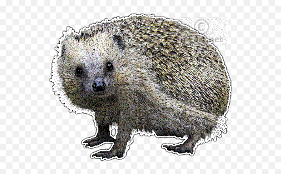 European Hedgehog Png U0026 Free European Hedgehogpng - European Hedgehog Png Emoji,Porcupine Emoji