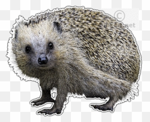 European Hedgehog Png U0026 Free European Hedgehogpng - European Hedgehog Png Emoji,Porcupine Emoji