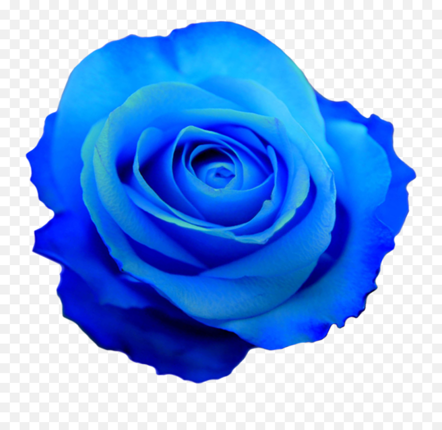 Download Free Blue Roses Png Png Images - Flower Blue Transparent Background Emoji,Blue Rose Emoticon