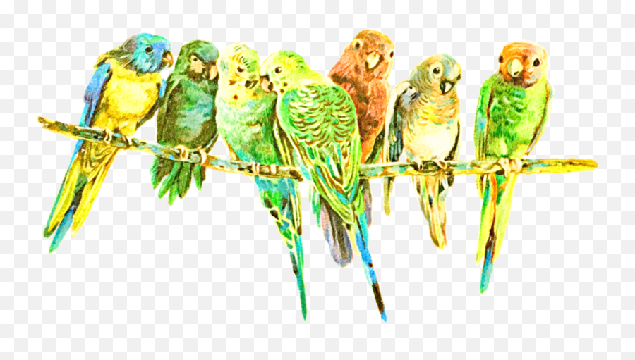 Parrot Parrots Bird Birds Sticker - Budgerigar Emoji,Parrot Emoji