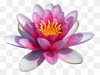 Pink Water Lily Clipart The Cliparts Png - Clipartix Emoji,Water Emoticon Transparent Background