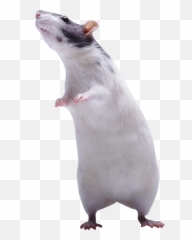 Mouse Rat Png Image Emoji,Mnouse Emoji