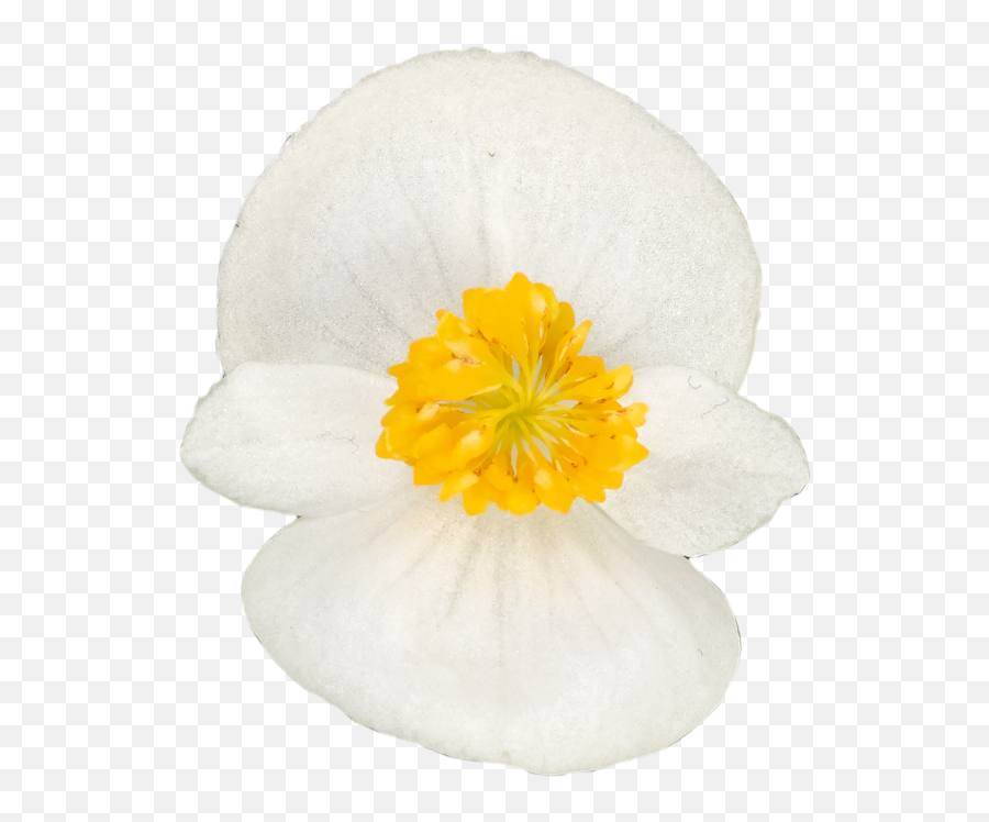 Begonia Juwel Emoji,Pinkfloweremoji Insta Begonia Juwel Emoji,Pinkfloweremoji Insta