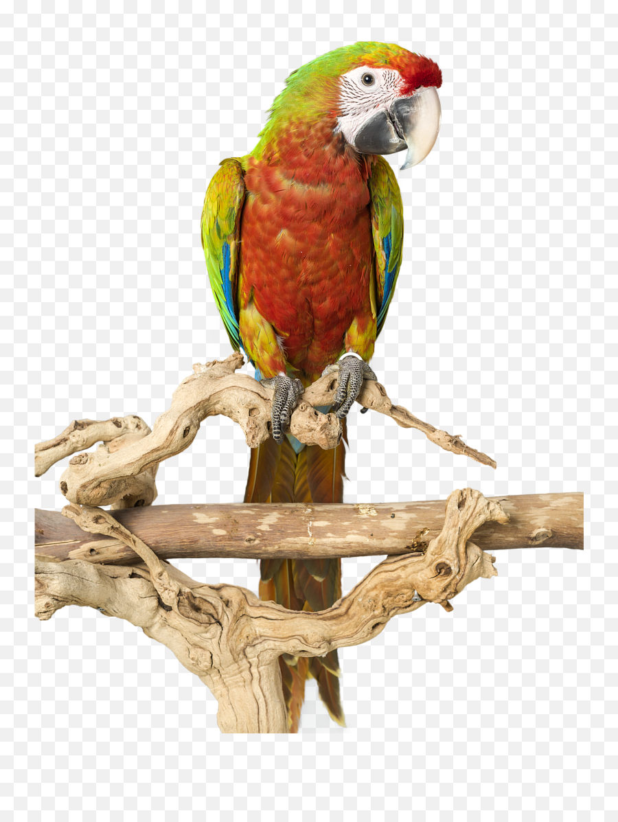 Large Parrot Play Stands Your Bird Will - Parrots Emoji,Cockatiel Emotions