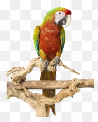 Large Parrot Play Stands Your Bird Will - Parrots Emoji,Cockatiel Emotions