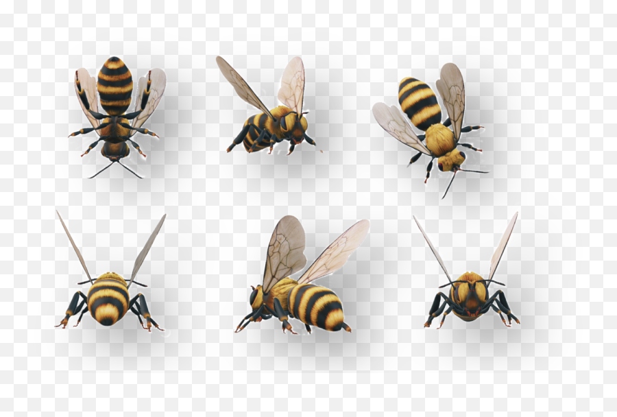 Bee Bees Beestickers Sticker - Parasitism Emoji,Hornet Emoji
