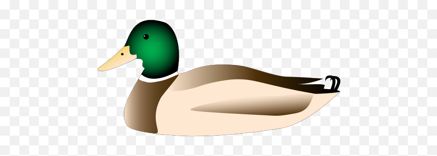 Mallard Duck Drawing - Clip Art Library Mallard Duck Sitting Clipart Emoji,Duck Emoji Whatsapp