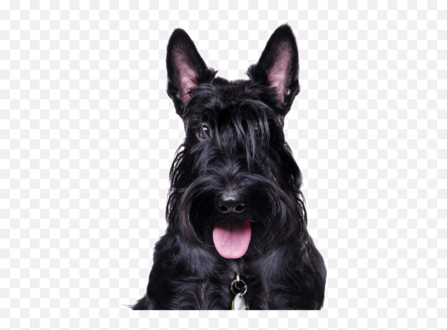 Scottie Scottish Terrier Puppies For - Scottish Terrier Png Emoji,My Scottish Terrier Doesn't Show Emotions