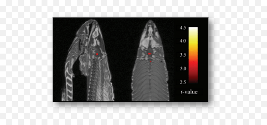 Research Archives Page 4 Of 8 Work - Learning Research Dead Salmon Fmri Emoji,Snakes Brain Emotion