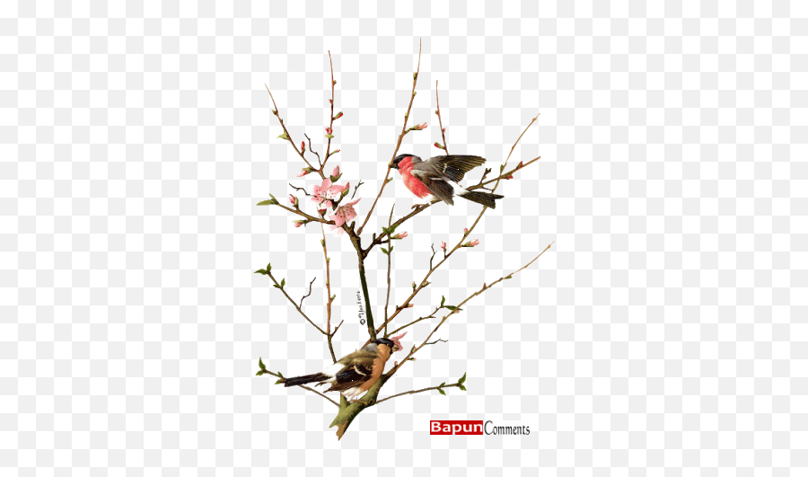 3d Animated Gif Glitter Graphics Birds Orkut Scraps - Bird Collecting Twigs In Animation Emoji,Bird Emoji Gif