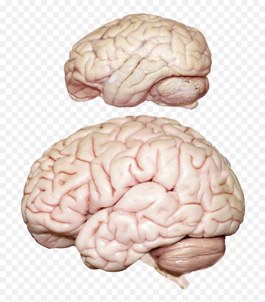 Anatomy Of Human Brain - Ridges And Grooves In Brain Emoji,Human Brain Diagram Emotions