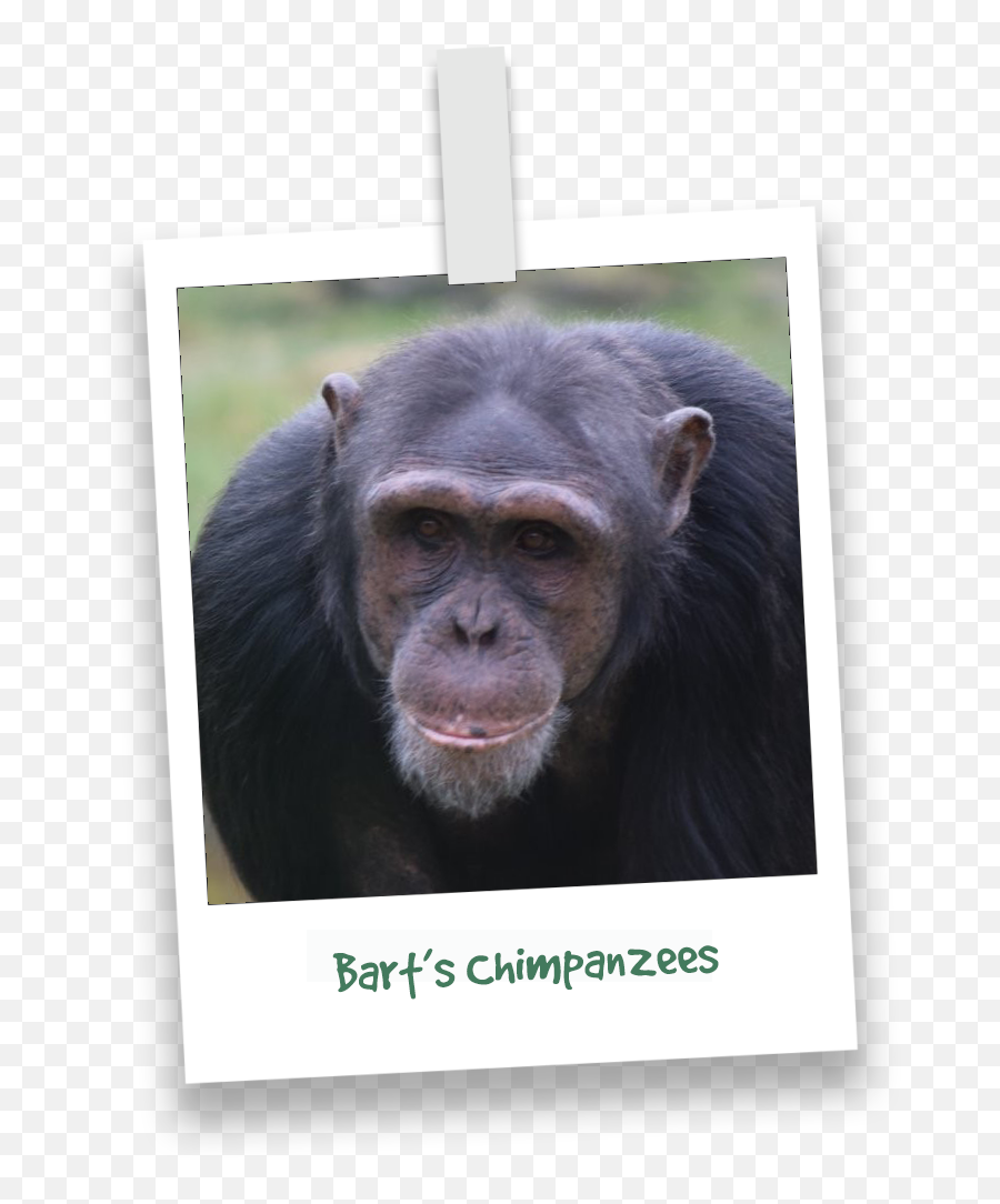 Barts Chimpanzees - Bart Monkey World Emoji,Emotion Pets Playful Monkeys