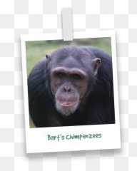 Barts Chimpanzees - Bart Monkey World Emoji,Emotion Pets Playful Monkeys