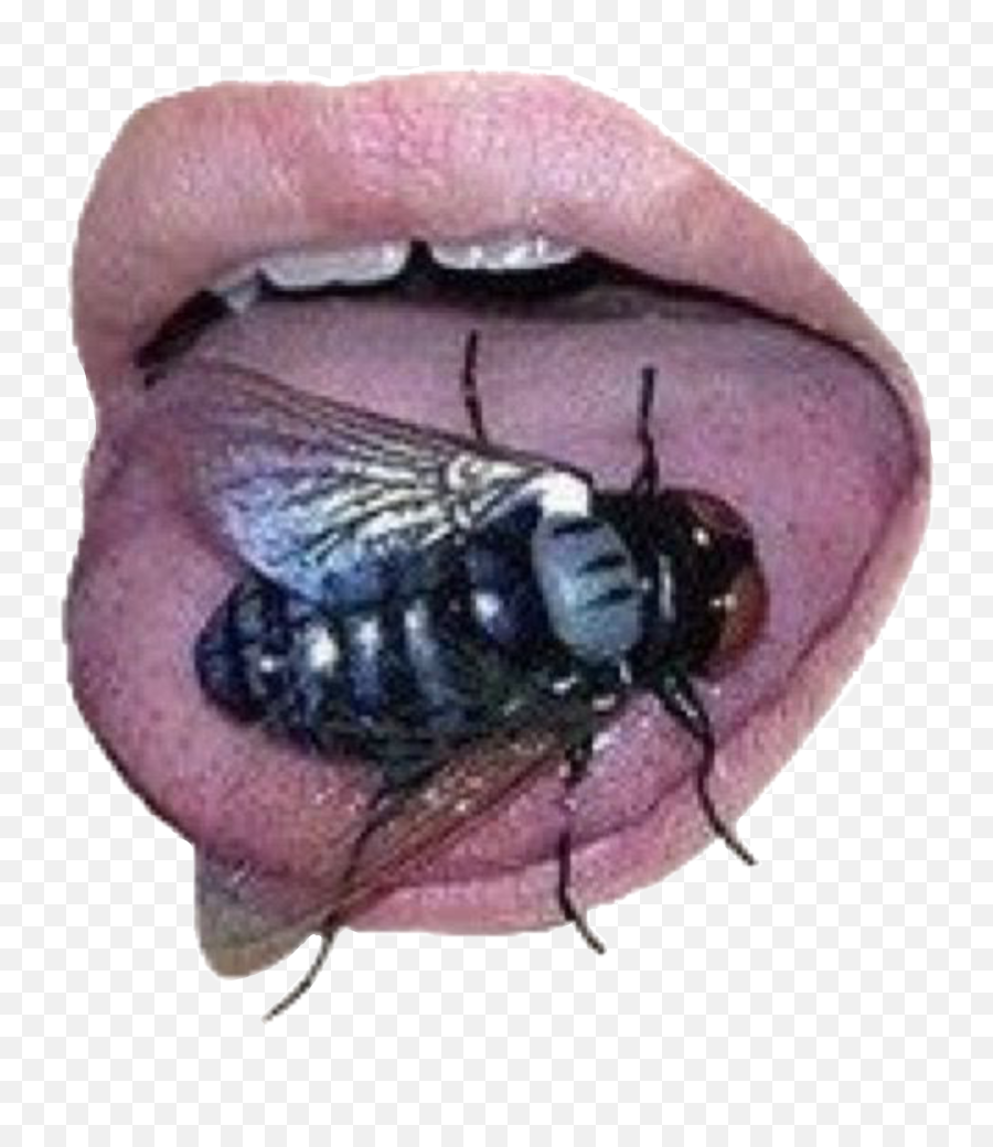 The Most Edited - Parasitism Emoji,Housefly Emoticon