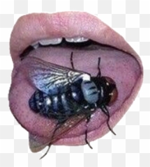 The Most Edited - Parasitism Emoji,Housefly Emoticon