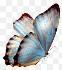 Arstalent Absolutelyart Sticker - Flying Butterfly Png Emoji,Devianart Emojis