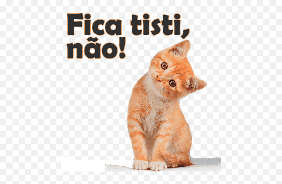 Pin Em Figurinhas Para Whatsapp - Nao Fica Tisti Nao Emoji,Nao Fica Spamando Emojis Aqui Nao Pin Em Figurinhas Para Whatsapp - Nao Fica Tisti Nao Emoji,Nao Fica Spamando Emojis Aqui Nao