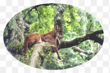 Blog Postings For 2013 - Do Florida Panther Sit In Trees Emoji,Panther Animal Emotion