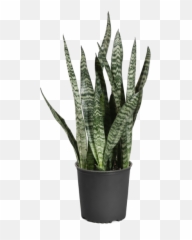 Snake Plants For Sale - Plante Reno Depot Emoji,Abelia 'sweet Emotion'