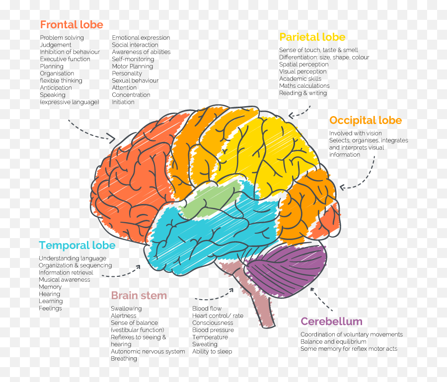 The Brain Has All The Answers - Putting Your Brain Into Action Parts Of The Brain Autism Emoji,Frontal Lobe Emotion