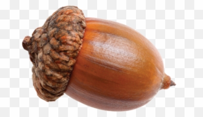 Nut Acorns Sticker - Acorn Png Emoji,Hazelnut Emoji