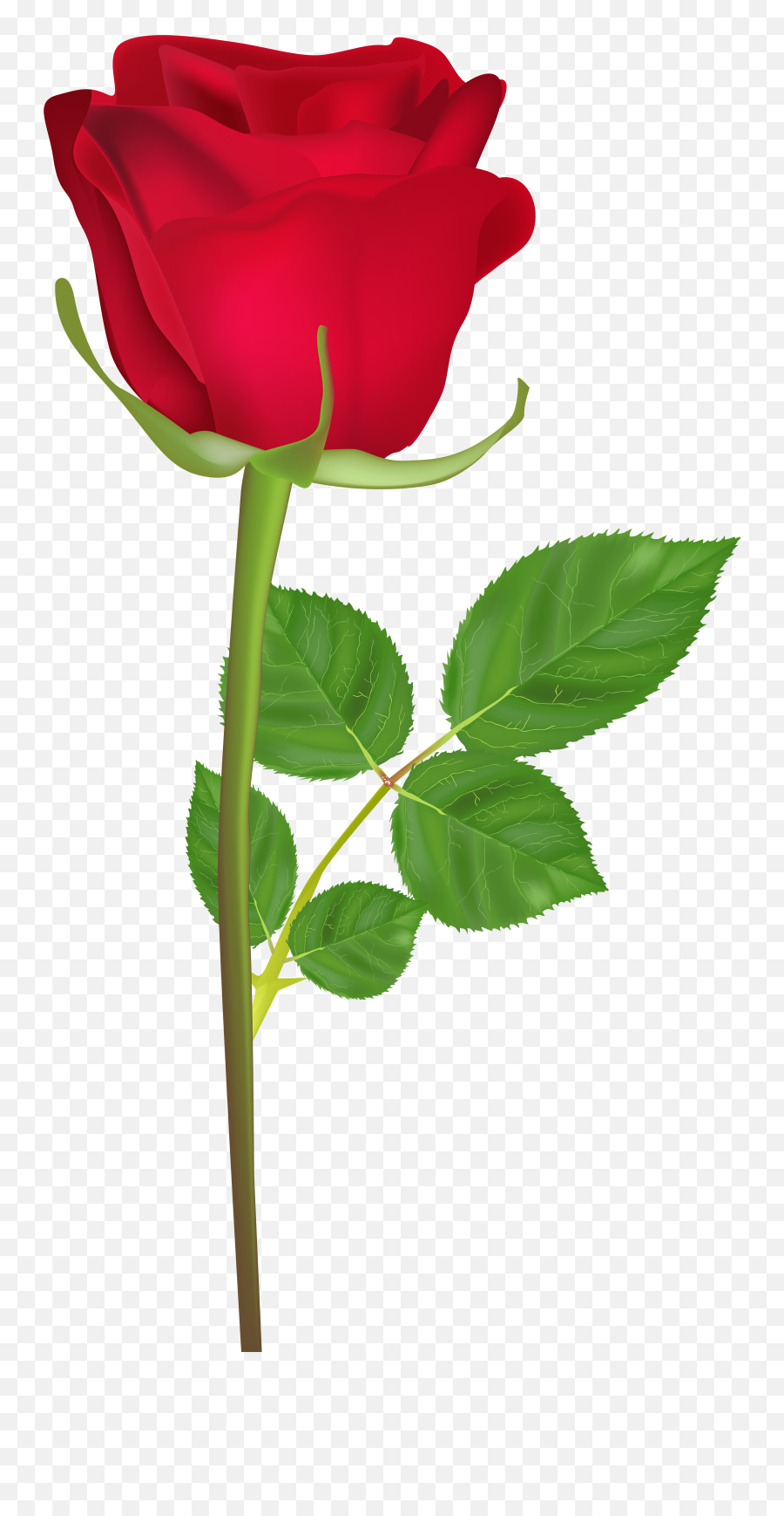 Happy Birthday Rose Gif Clipart - Full Size Clipart 570071 Single Rose Image Download Emoji,Happy Birthday Emoji Gif