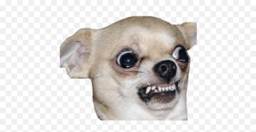 Funny Chihuahua Emoji,Chihuahua Emoji