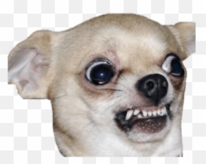 Funny Chihuahua Emoji,Chihuahua Emoji
