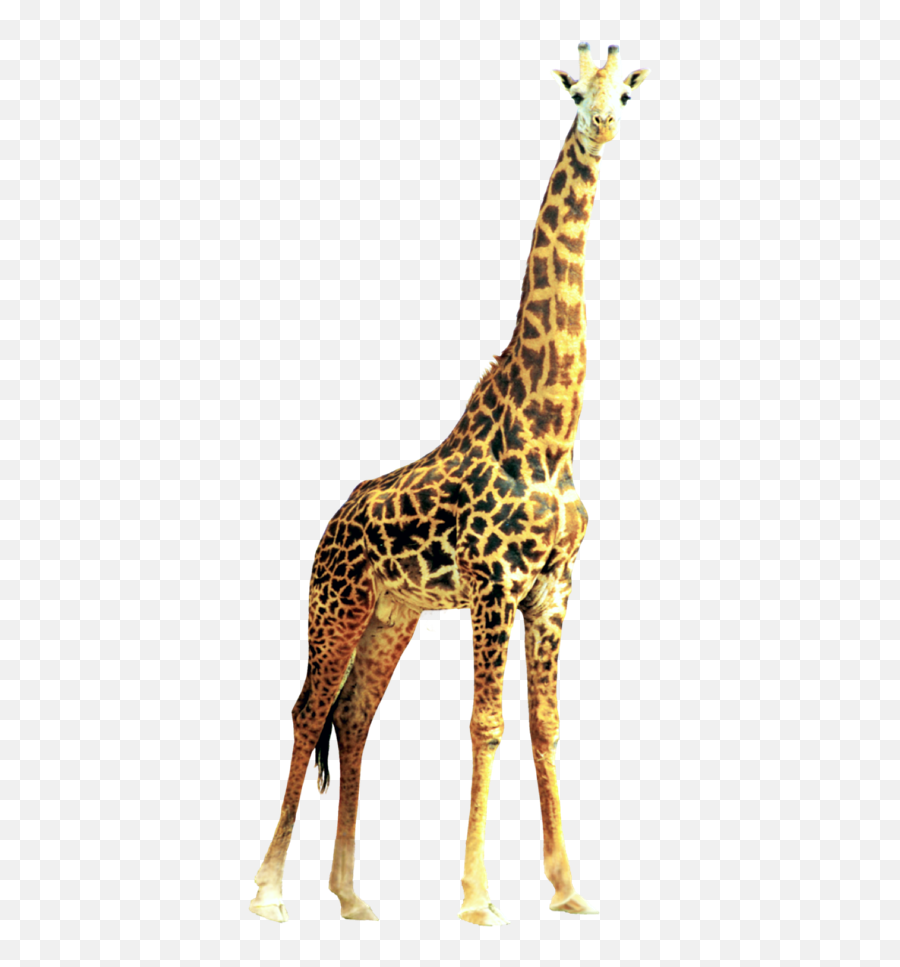Giraffe Giraffes Animals Animal Sticker - Transparent Background Giraffe Png Emoji,Giraffe Emoji