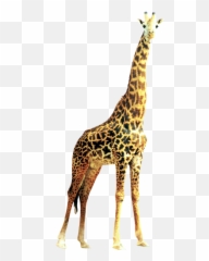 Giraffe Giraffes Animals Animal Sticker - Transparent Background Giraffe Png Emoji,Giraffe Emoji