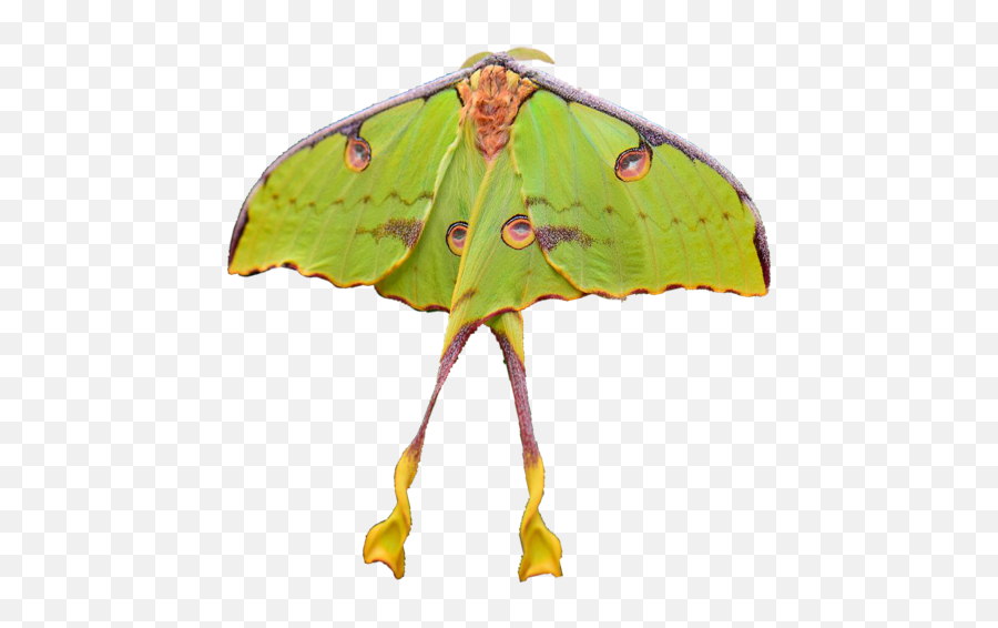 Moth Things - Transparent Luna Moth Clipart Transparent Background Moth Png Emoji,Can Luna Moths Feel Emotions
