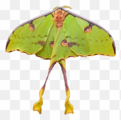 Moth Things - Transparent Luna Moth Clipart Transparent Background Moth Png Emoji,Can Luna Moths Feel Emotions