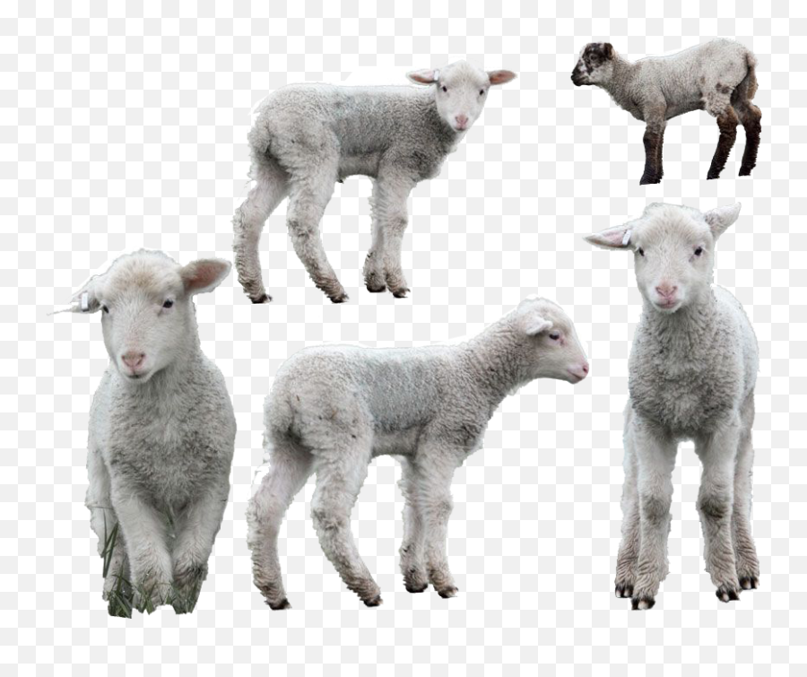 Free Transparent Sheep Png Download - 3 Lamb Png Emoji,Sheep Plurk Tumblr Emoticons