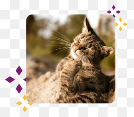 Services - Domestic Cat Emoji,Animal Ears That Pick Up Emotion Accesory
